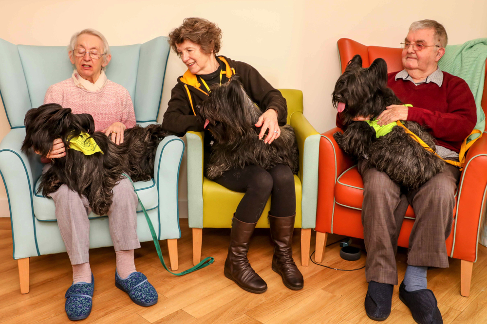 Beautiful therapy dogs bring smiles to the faces of residents in north Wales care home